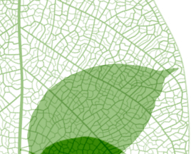 China Amended Its Regulations for Protection of Plant Variety Rights